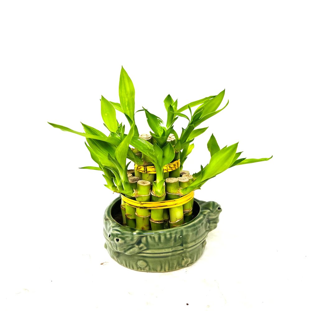JM BAMBOO Two-Tiered Lucky Bamboo Arrangement 3'' 'Frogs Decor Vase'