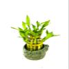 JM BAMBOO Two-Tiered Lucky Bamboo Arrangement 3'' 'Frogs Decor Vase' view 1