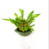 JM BAMBOO Two-Tiered Lucky Bamboo Arrangement 3'' 'Frogs Decor Vase' view 2