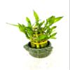 JM BAMBOO Two-Tiered Lucky Bamboo Arrangement 3'' 'Frogs Decor Vase' view 3