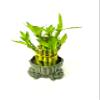 JM BAMBOO Two-Tiered 3&5 Lucky Bamboo Frog Stand Vase Green view 2