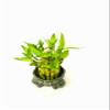 JM BAMBOO Two-Tiered 3&5 Lucky Bamboo Frog Stand Vase Green view 3