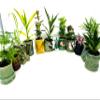JM BAMBOO Easy to Care Plants Collection- 6 Pack 2'' Ceramic Pot -Live Houseplants view 1