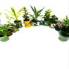 JM BAMBOO Easy to Care Plants Collection- 6 Pack 2'' Ceramic Pot -Live Houseplants view 2