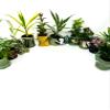 JM BAMBOO Easy to Care Plants Collection- 6 Pack 2'' Ceramic Pot -Live Houseplants view 3