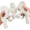 NEW HORIZON Female Pelvis Skeleton On Elastic with Movable Femur Heads, Life Size, Educational Tool for Midwife, Nursing School Student view 1