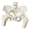 NEW HORIZON Female Pelvis Skeleton On Elastic with Movable Femur Heads, Life Size, Educational Tool for Midwife, Nursing School Student view 2