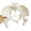 NEW HORIZON Female Pelvis Skeleton On Elastic with Movable Femur Heads, Life Size, Educational Tool for Midwife, Nursing School Student view 3