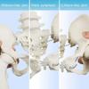 NEW HORIZON Female Pelvis Skeleton On Elastic with Movable Femur Heads, Life Size, Educational Tool for Midwife, Nursing School Student view 4