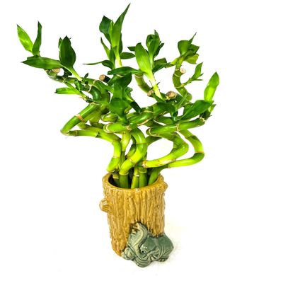 JM BAMBOO Lucky Bamboo Spiral Arrangement Ceramic Elephant Tree Trunk Vase