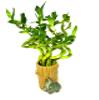 JM BAMBOO Lucky Bamboo Spiral Arrangement Ceramic Elephant Tree Trunk Vase view 1