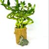 JM BAMBOO Lucky Bamboo Spiral Arrangement Ceramic Elephant Tree Trunk Vase view 2