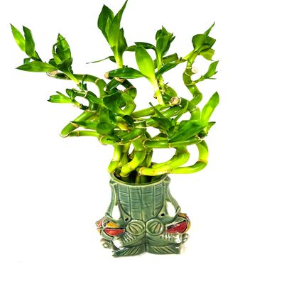 JM BAMBOO Live Spiral Lucky Bamboo Set in Three Playful Elephants Vase