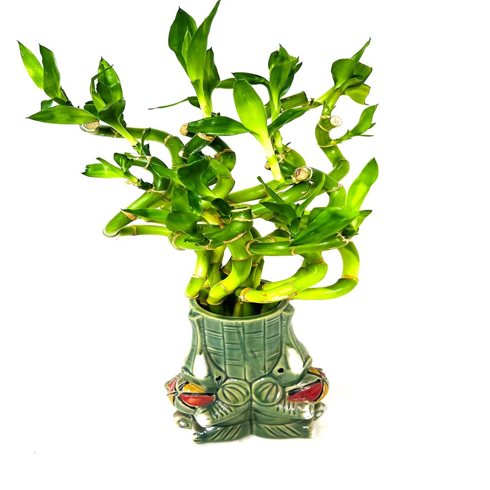 JM BAMBOO Live Spiral Lucky Bamboo Set in Three Playful Elephants Vase