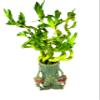JM BAMBOO Live Spiral Lucky Bamboo Set in Three Playful Elephants Vase view 1