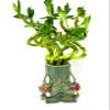 JM BAMBOO Live Spiral Lucky Bamboo Set in Three Playful Elephants Vase view 2