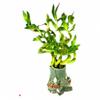 JM BAMBOO Live Spiral Lucky Bamboo Set in Three Playful Elephants Vase view 3