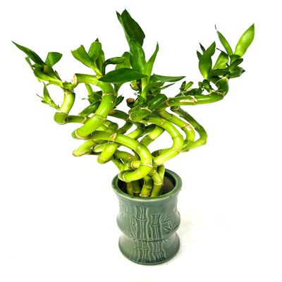 JM BAMBOO Lucky Spiral Bamboo Bundle - Green Bamboo Ceramic Vase
