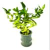 JM BAMBOO Lucky Spiral Bamboo Bundle - Green Bamboo Ceramic Vase view 1