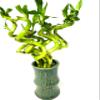 JM BAMBOO Lucky Spiral Bamboo Bundle - Green Bamboo Ceramic Vase view 2