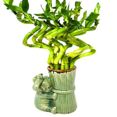 JM BAMBOO Live Lucky Bamboo Spiral Bundle 'Elephant Collection' Ceramic Vase-Unique Indoor Plants Arrangements