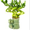 JM BAMBOO Live Lucky Bamboo Spiral Bundle 'Elephant Collection' Ceramic Vase-Unique Indoor Plants Arrangements view 1