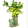 JM BAMBOO Live Lucky Bamboo Spiral Bundle 'Elephant Collection' Ceramic Vase-Unique Indoor Plants Arrangements view 2