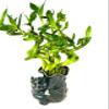 JM BAMBOO Live Spiral Lucky Bamboo Bundle Hugging Elephant Dark Vase view 1
