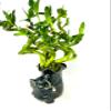 JM BAMBOO Live Spiral Lucky Bamboo Bundle Hugging Elephant Dark Vase view 2