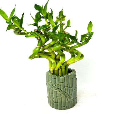 JM BAMBOO Live Spiral Lucky Bamboo Essential Bamboo Design Ceramic Vase