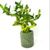 JM BAMBOO Live Spiral Lucky Bamboo Essential Bamboo Design Ceramic Vase view 1