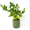 JM BAMBOO Live Spiral Lucky Bamboo Essential Bamboo Design Ceramic Vase view 2