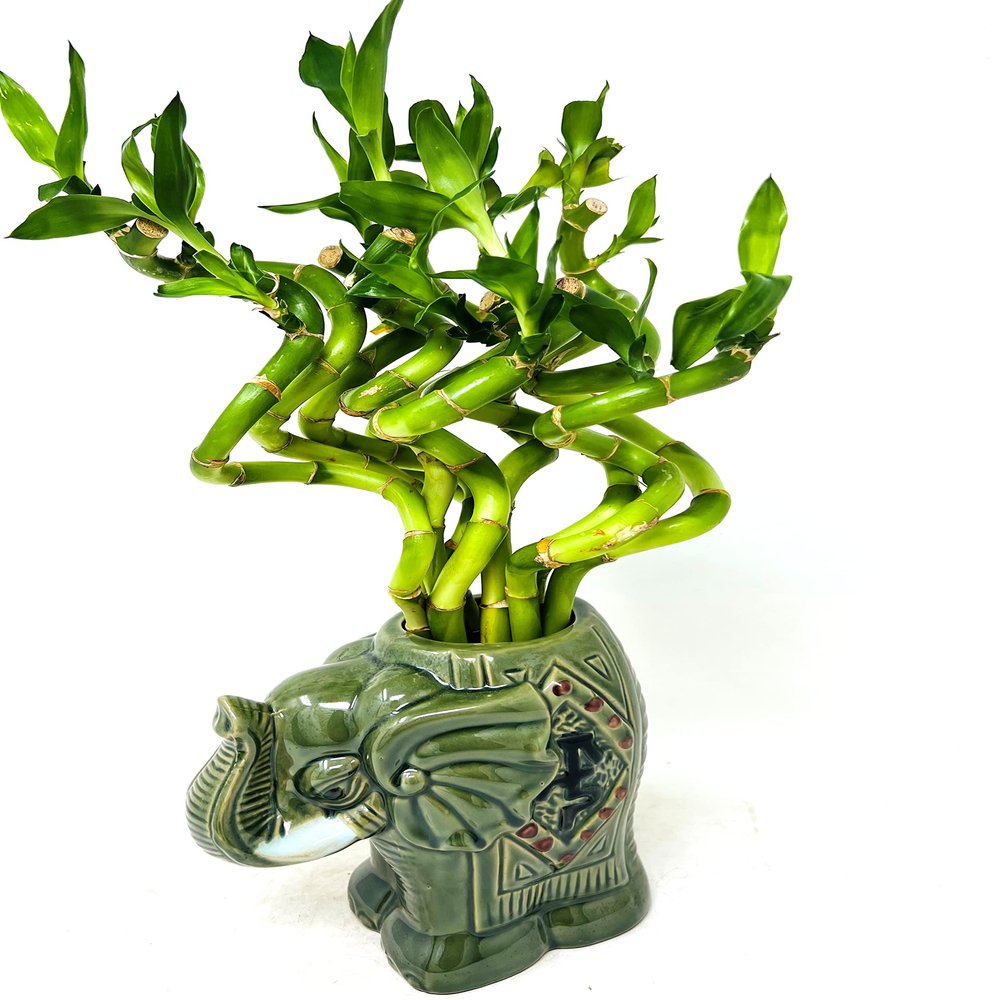 JM BAMBOO Live Lucky Bamboo Spiral Bundle 'Elephant Center Piece' Ceramic Vase