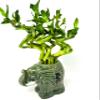 JM BAMBOO Live Lucky Bamboo Spiral Bundle 'Elephant Center Piece' Ceramic Vase view 1