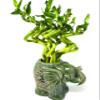 JM BAMBOO Live Lucky Bamboo Spiral Bundle 'Elephant Center Piece' Ceramic Vase view 2