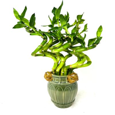 JM BAMBOO Lucky Bamboo Spiral Bundle -Small Frogs Ceramic Vase -Live Indoor Plants