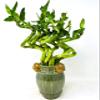 JM BAMBOO Lucky Bamboo Spiral Bundle -Small Frogs Ceramic Vase -Live Indoor Plants view 2