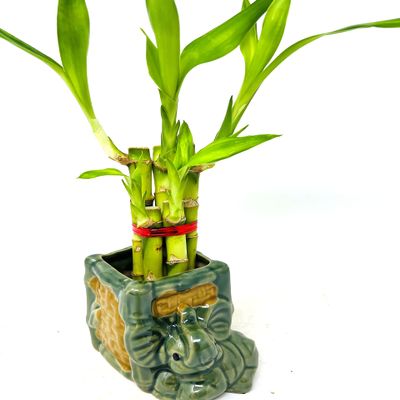 JM BAMBOO 5 Stalks Lucky Bamboo in 3 inch Square Elephant Vase -Unique Indoor Plants