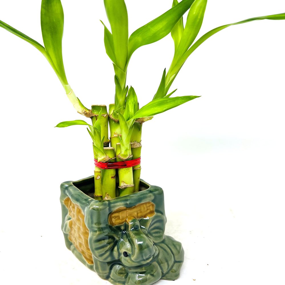 JM BAMBOO 5 Stalks Lucky Bamboo in 3 inch Square Elephant Vase -Unique Indoor Plants