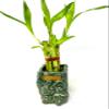 JM BAMBOO 5 Stalks Lucky Bamboo in 3 inch Square Elephant Vase -Unique Indoor Plants view 2