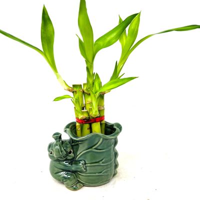 JM BAMBOO 5 Stalks Lucky Bamboo Arrangement 3inch Flower Elephant Ceramic Vase