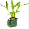 JM BAMBOO 5 Stalks Lucky Bamboo Arrangement 3inch Flower Elephant Ceramic Vase view 1