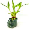 JM BAMBOO 5 Stalks Lucky Bamboo Arrangement 3inch Flower Elephant Ceramic Vase view 2
