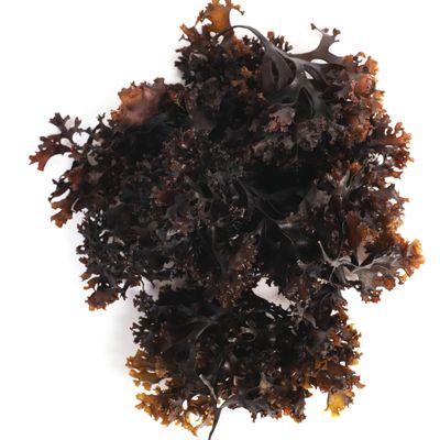 VITAMINSEA Irish Sea Moss Dried Seaweed | Wild North Atlantic Seaweed for Snacking, Seasoning, Soups & Salads | Rich in Vitamins, Minerals & Antioxidants Great for Thyroid Support | Whole Leaf (16 OZ)