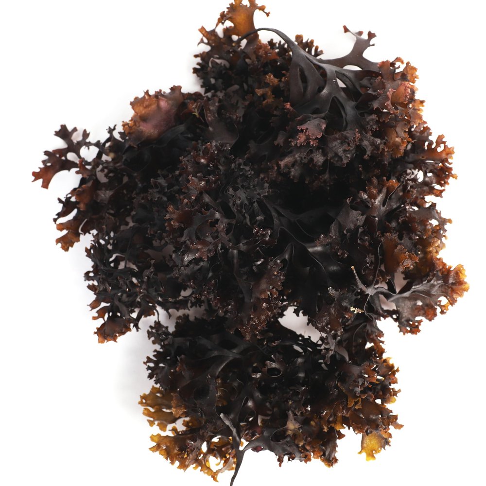 VITAMINSEA Irish Sea Moss Dried Seaweed | Wild North Atlantic Seaweed for Snacking, Seasoning, Soups & Salads | Rich in Vitamins, Minerals & Antioxidants Great for Thyroid Support | Whole Leaf (16 OZ)