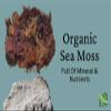 Herb To Body Full Spectrum Irish Sea Moss 4oz - Wildcrafted Multi Color Blend, Premium Raw & Sun Dried Sea Moss from St. Lucia Caribbean Waters, 100% Natural, Non-GMO & Sustainably Harvested view 3