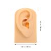 Beaupretty Ear Model for Piercing Practice Realistic Simulation Ear Props for Jewelry Display and Training for Education and Demonstration Use Practice Tool view 3