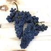 2020 CAB-SAN (Cabernet + Sangiovese Blend) Bucket Frozen Grape Must 6 Gallons - Livermore Valley California view 2