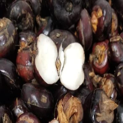Kejora Fresh Water Chestnuts_2 Lbs