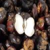 Kejora Fresh Water Chestnuts_2 Lbs view 1